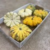 PUMPA PATISSON MIX 1x8